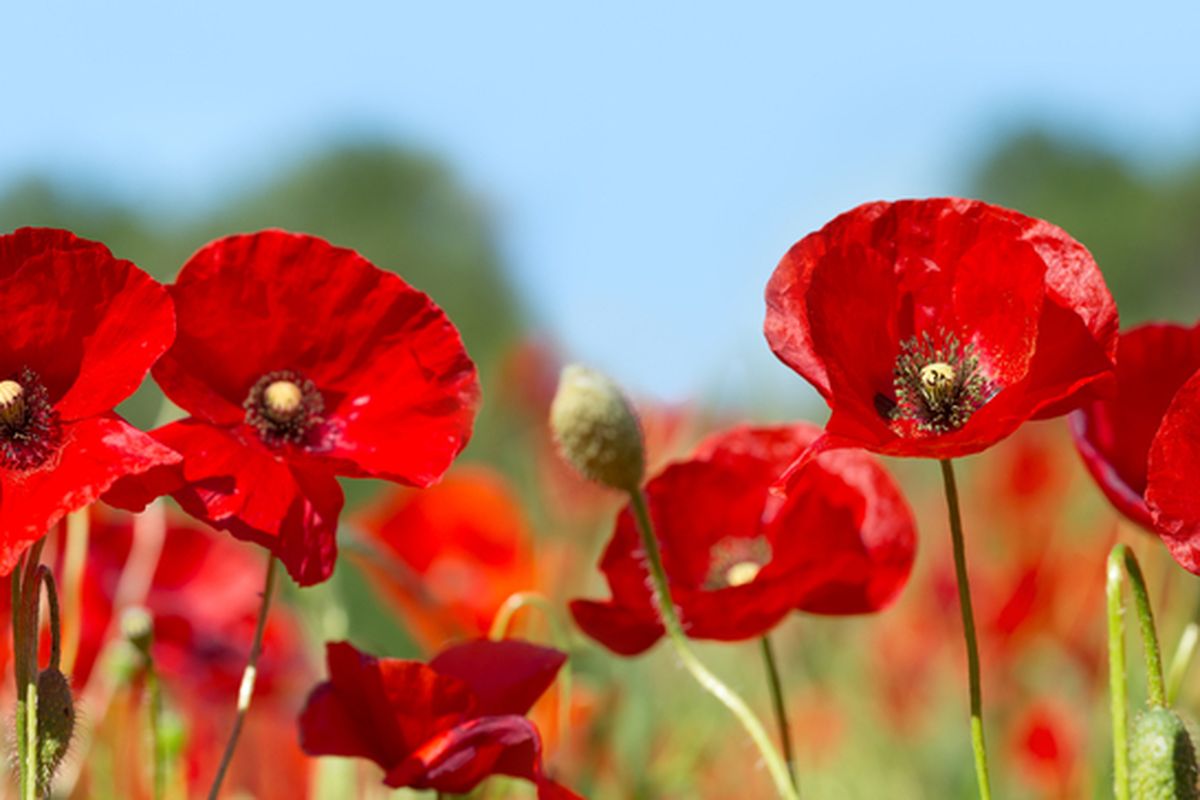 Tanaman Poppy opium untuk membuat opioid, obat penghilang rasa sakit.