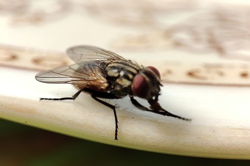 Sains Jelaskan Penyebab Lalat Sangat Sulit Ditangkap 