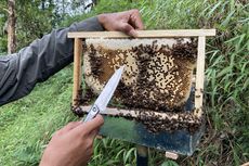 3 Cara Bedakan Madu Murni dengan Madu Oplosan, Tips dari Petani Lebah