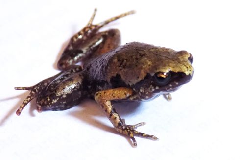 Katak Mini Endemik Selatan Sumatera, Suaranya Senyaring Jangkrik