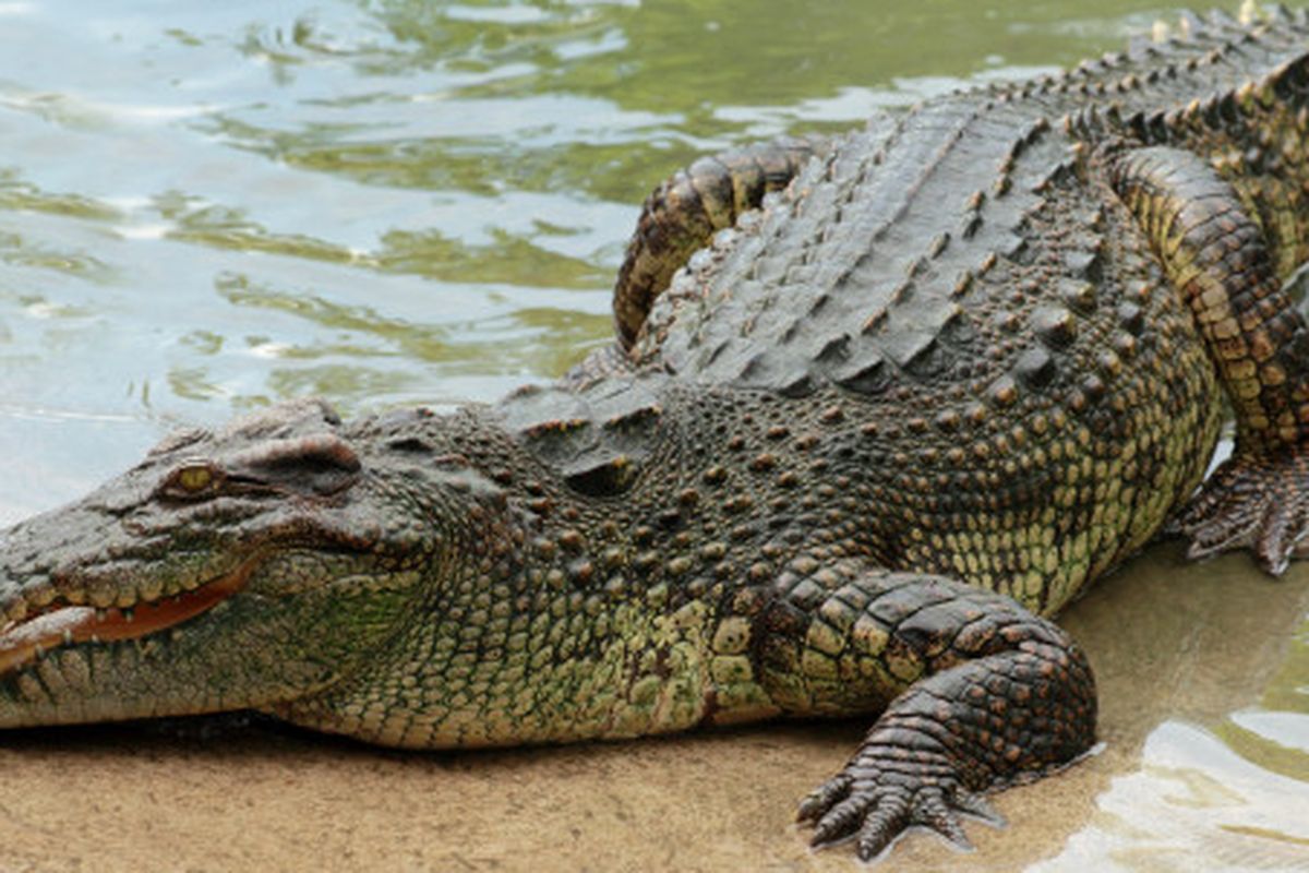 An image of a crocodile.