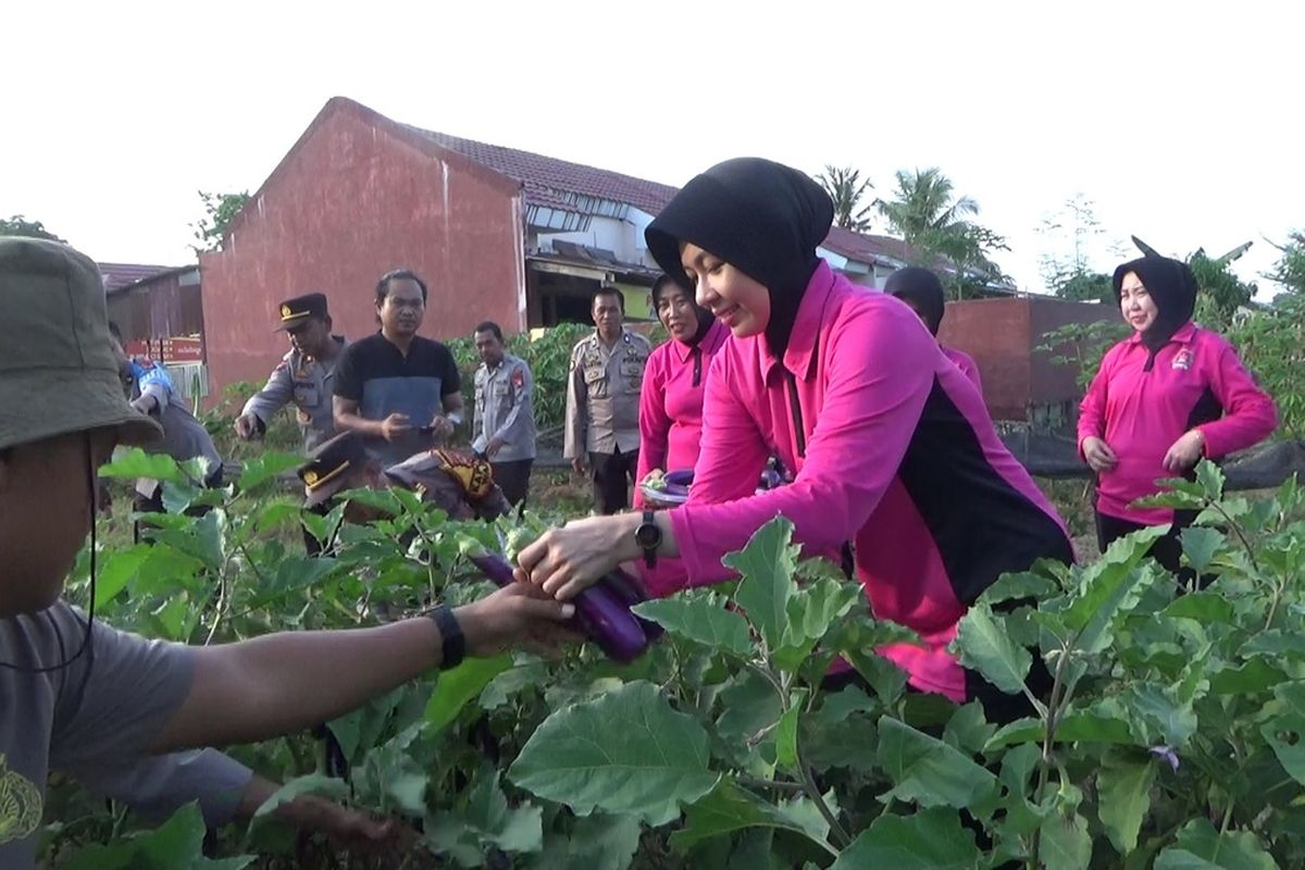 Dukung Program Ketahanan Pangan Pemerintah, Polres Palopo Ubah Lahan di Rumah Jabatan Jadi Kebun Sayur