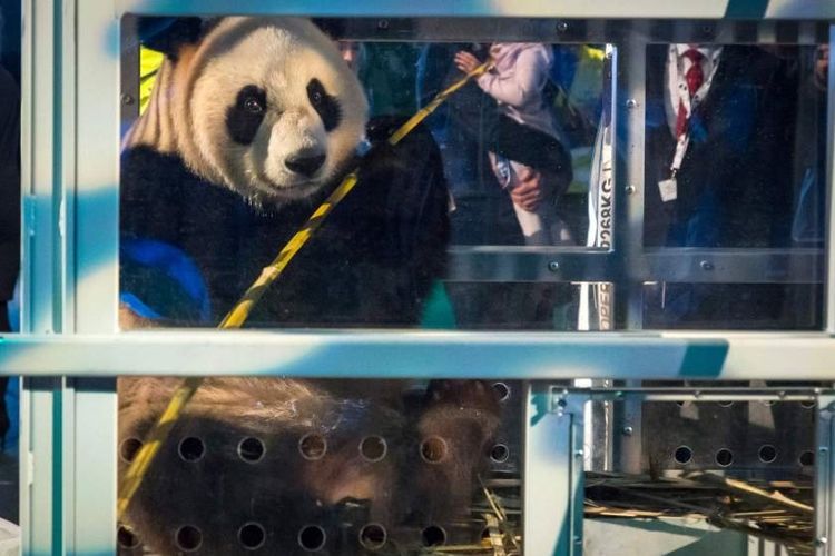 Salah satu panda China itu diperlihatkan kepada publik ketika mendapat di Amsterdam, Rabu (12/4/2017).