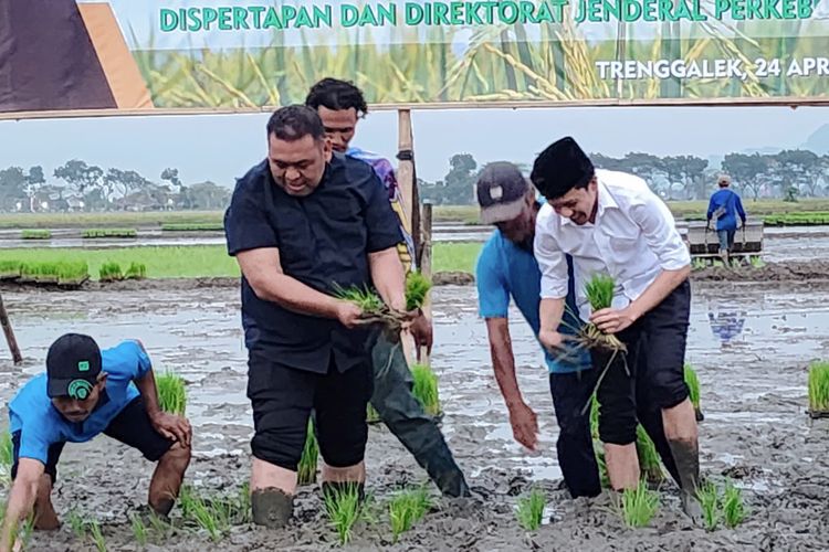 Ditjen Perkebunan Andi Nur saat melakukan tanam padi bersama para petani di Kabupaten Trenggalek
