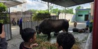 Gerindra: Bantuan Sapi Kurban Presiden dari APBN Sah, Sudah Ada Sejak Era SBY-Jokowi