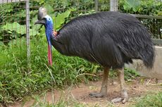 5 Burung yang Tidak Bisa Terbang, Kiwi hingga Kasuari 