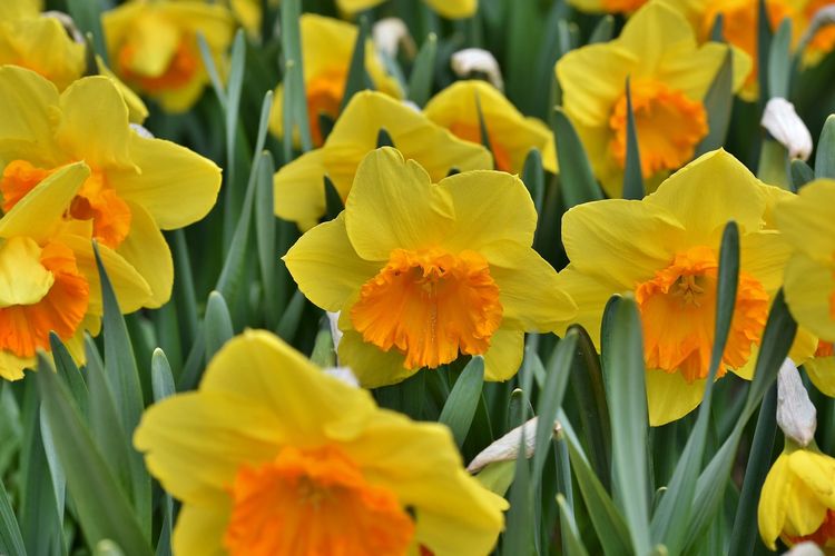 Ilustrasi bunga daffodil atau bunga narsis. 