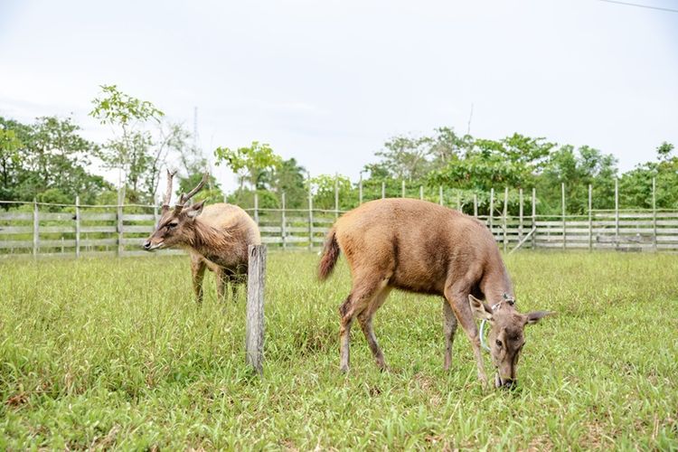 Rusa sambar yang ada di penangkaran milik PT MHU.