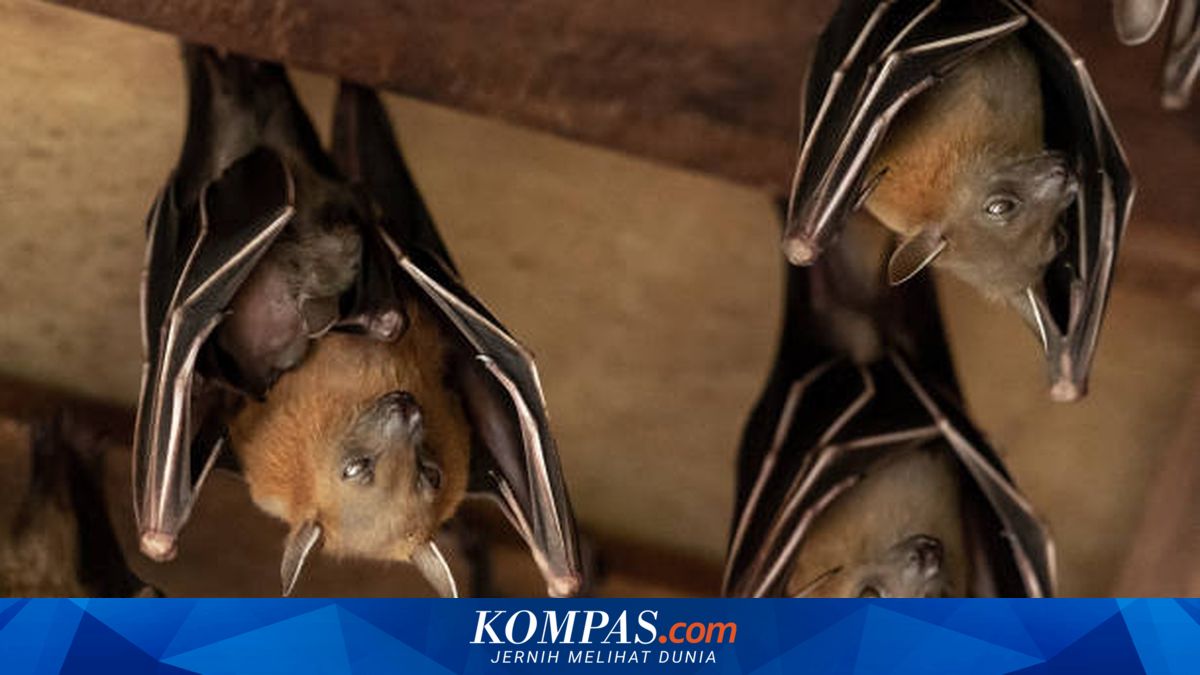 Bangun Tidur Dihinggapi Kelelawar di Mulut, Bocah 11 Tahun Tewas akibat Rabies