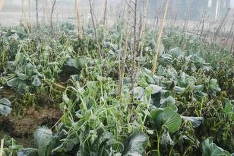 Hujan Es berkepanjangan di Distrik Agadugume, Kabupaten Puncak mengakibatkan ribuan warga di tiga kampung terancam mengalami rawan pangan. Pasalnya hujan es mengakibatkan umbi-umbian dan sayuran di kebun warga yang menjadi pemasok makanan utama mengalami gagal panen.  
