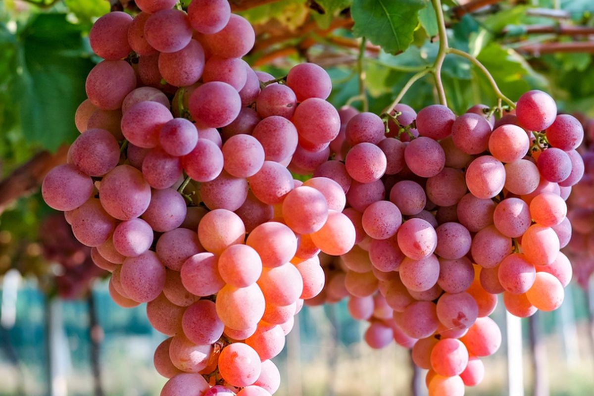 Ilustrasi tanaman anggur. 