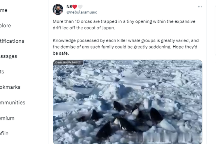 Tangkapan layar video yang memperlihatkan kawanan paus pembunuh terjebak di lautan es di Jepang