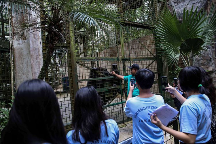 Pengasuh hewan saat memberikan makan Gorila di Kebun Binatang Ragunan, Jakarta Timur, Rabu (20/3/2019). Makanan yang diberikan adalah jenis buah-buahan dan sayuran.