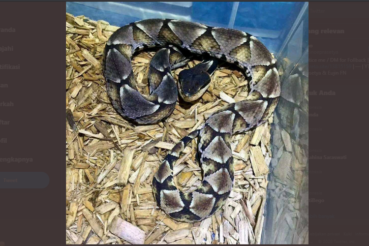 Tangkapan layar ular tanah (Calloselasma rhodostoma).