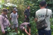 Teror Monyet Liar di Cianjur, Satwa Lukai 4 Warga Ditangkap, Terpaksa Dieliminasi