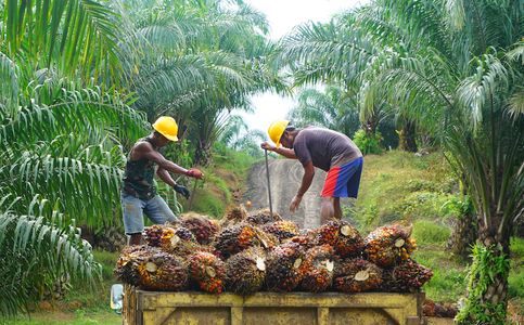 Indonesia Imposes Biodiesel Program to Fight Smear Campaign Against Palm Oil in EU