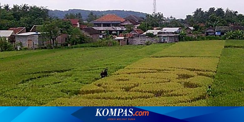 Quot Crop Circle Quot Karya Seni Di Ladang
