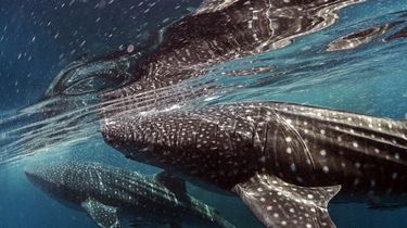 TN Teluk Cendrawasih Jadi Tempat Terbaik di Dunia untuk Dikunjungi Versi Majalah Time