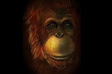 Misteri Kera Raksasa Setinggi 3 Meter Terkuak, Masih Kerabat Orangutan