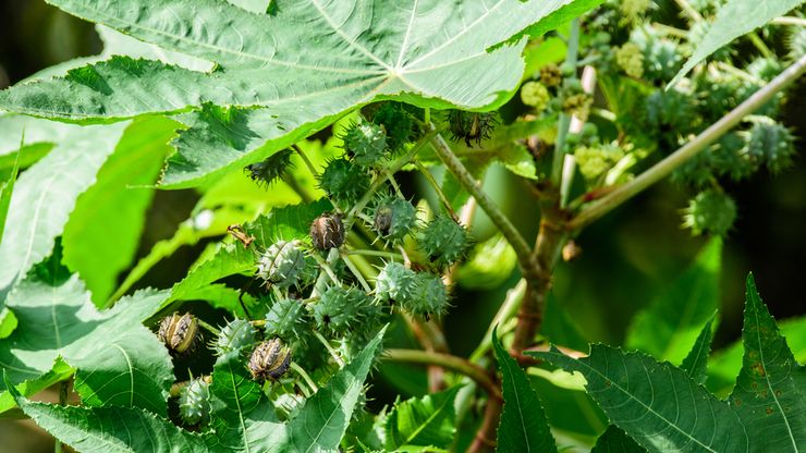 3 Manfaat Luar Biasa Tanaman Jarak: Harta Karun Herbal untuk Kesehatan dan Kesejahteraan