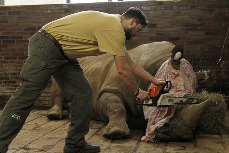Seorang petugas kebun binatang Dvur Kralove, Ceko bersiap memotong cula seekor badak putih jantan.