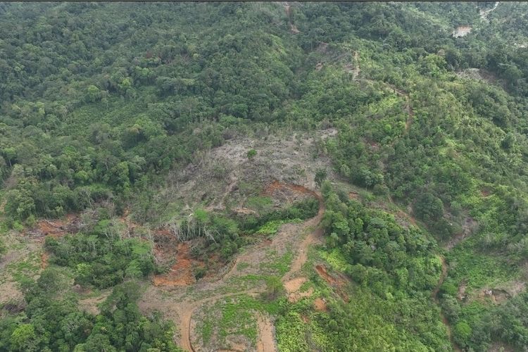 Walhi Temukan 25 Titik Illegal Logging di Kawasan Konservasi Hulu DAS Padang, Dinas Kehutanan Sumbar Bantah
