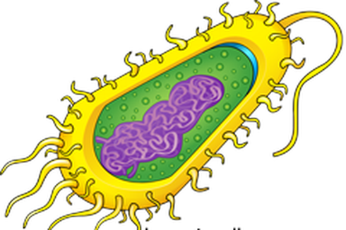 Struktur Sel Prokariotik dan Eukariotik