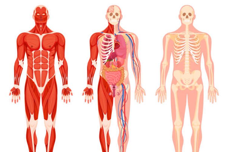 Ilustrasi sistem organ pada tubuh manusia.