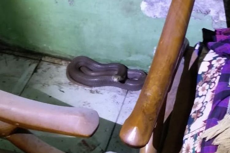 Ular kobra di rumah warga di Indramayu.