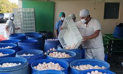 Disparitas Harga Ayam Tinggi, Kementan Siapkan Langkah Ini