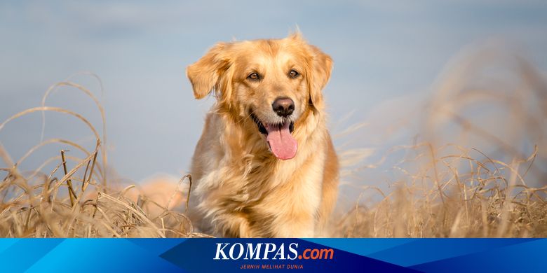 7 Ras Anjing Besar yang Ramah Keluarga, Aman untuk Anak-anak