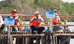 Perkuat Ekosistem Pesisir Bali, Gubernur Koster Cetuskan Gerakan Tanam Mangrove Setiap Bulan