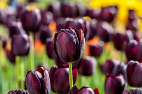 Tulip Time, Tradisi Unik yang Berasal dari Belanda