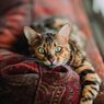 Kunci Mengajari Kucing agar Nurut