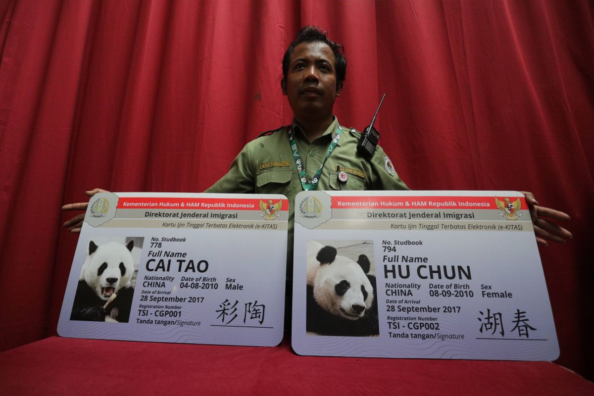 Sepasang panda (Ailuropada Melanoleuca) hasil pengembangbiakan China Wildlife Conservation Association (CWCA) dengan nama Cai Tao (Jantan) dan Hu Chun (betina) tiba di Terminal Cargo Garuda Indonesia Bandara Soekarno Hatta, Tangerang, Banten, Kamis (28/09/2017). Indonesia  secara resmi menjadi negara ke 16 di seluruh dunia, dan negara ke empat di Asia Tenggara yang mendapatkan peminjaman pengembangbiakan Giant Panda.