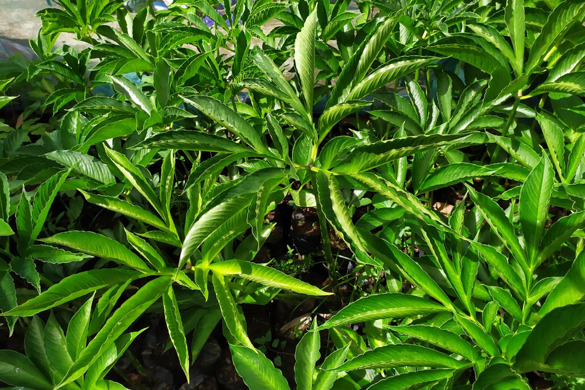 Ilustrasi tanaman porang (Amorphophallus muelleri)