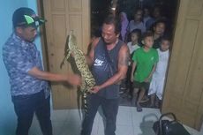 Cerita Petani Diterkam Buaya: Pegang Ekornya karena Dikira Biawak