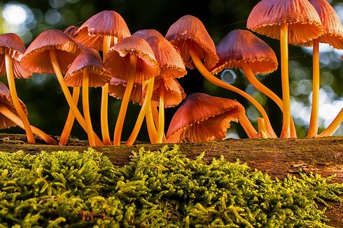 Fungi (Jamur): Karakteristik, Struktur Tubuh, dan Reproduksinya