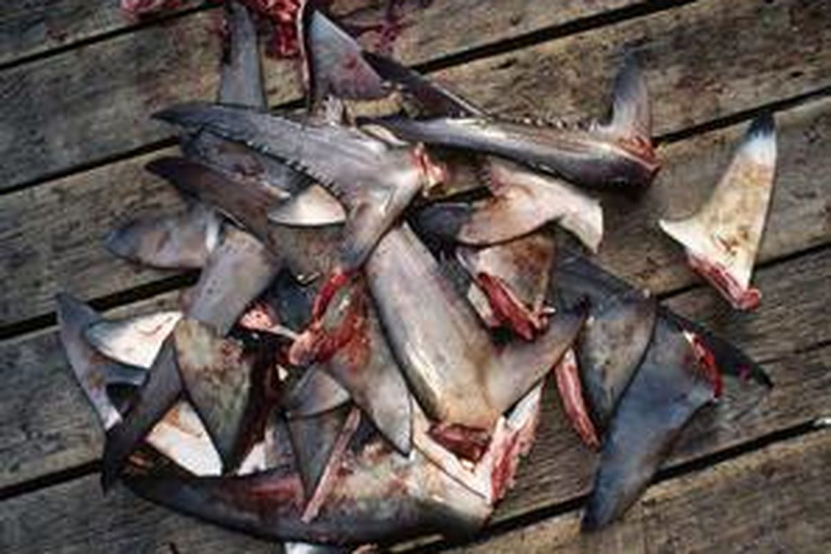 Banyak hiu dibantai dengan kejam dengan dipotong siripnya lalu dikembalikan ke laut untuk mati perlahan.