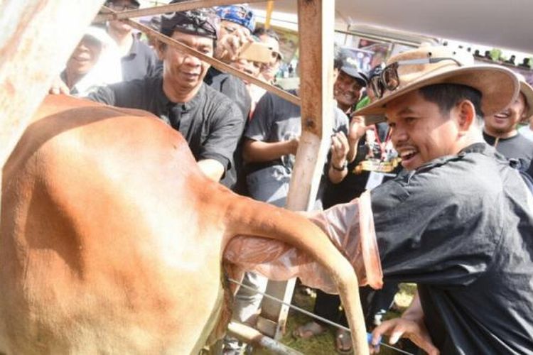 Bupati Purwakarta Dedi Mulyadi bersama para siswa SMPN Pondok Salam sedang melakukan praktikum inseminasi buatan pada sapi di halaman sekolah itu, Rabu (8/3/2017).