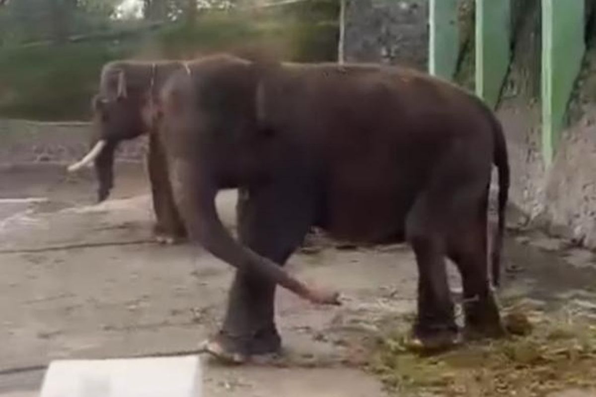 Viral Video Gajah Dirantai di Waduk Gajah Mungkur, Pemkab Wonogiri: Karena Sedang Birahi