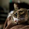 Ini Alasan Kenapa Kucing Suka Mencakar Jok Motor