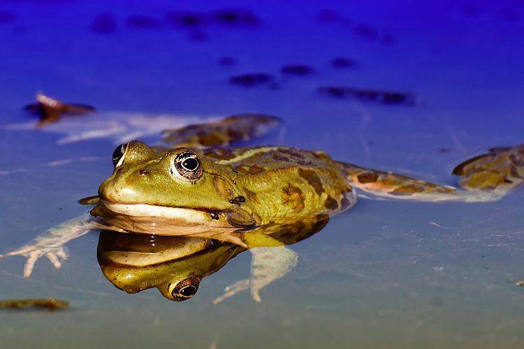 Ilustrasi katak, kodok. 