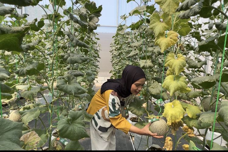 Memetik buah melon di Kebun Melon Akaruku, Cisauk.