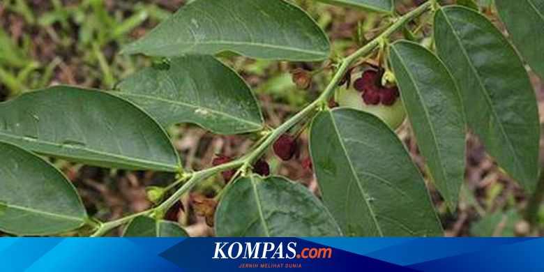 Terbukti Daun Katuk Tingkatkan Produksi Asi Pada Ibu Menyusui