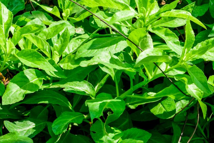 Ilustrasi daun dewa (Gynura divaricata). 