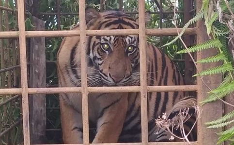 BKSDA Conservationists in West Sumatra, Indonesia Trap Sumatran Tigers