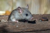 5 Cara Tikus Masuk ke Rumah yang Tidak Terduga, Waspada!