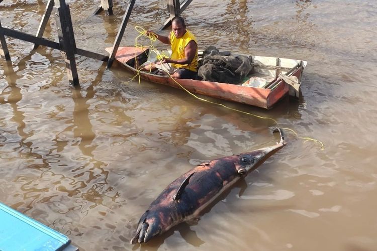 Lumba-lumba yang Masuk Sungai Mahakam Ditemukan Mati, Apa Penyebabnya?