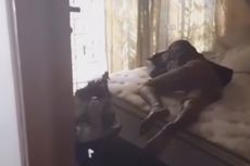 Maling Ketiduran di Rumah Korbannya, Diduga Kelelahan Bolak-balik Mencuri lalu Kaget Dibangunkan Polisi